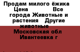 Продам милого ёжика › Цена ­ 10 000 - Все города Животные и растения » Другие животные   . Московская обл.,Ивантеевка г.